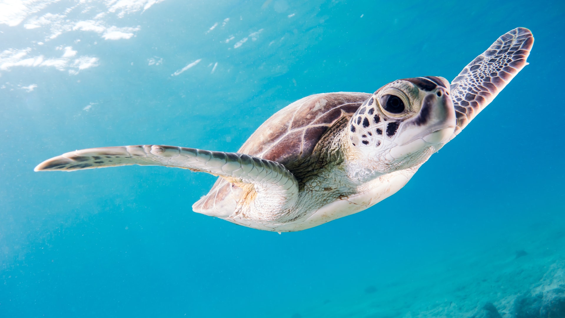 Drive and Dive Bonaire Seaside Appartementen